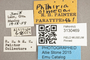 3130469 Phthiria olmeca PT labels IN