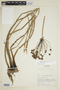 Butomus umbellatus L., U.S.A., F. A. Swink 3007, F