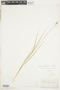 Carex cristatella Britton, U.S.A., E. Hall, F
