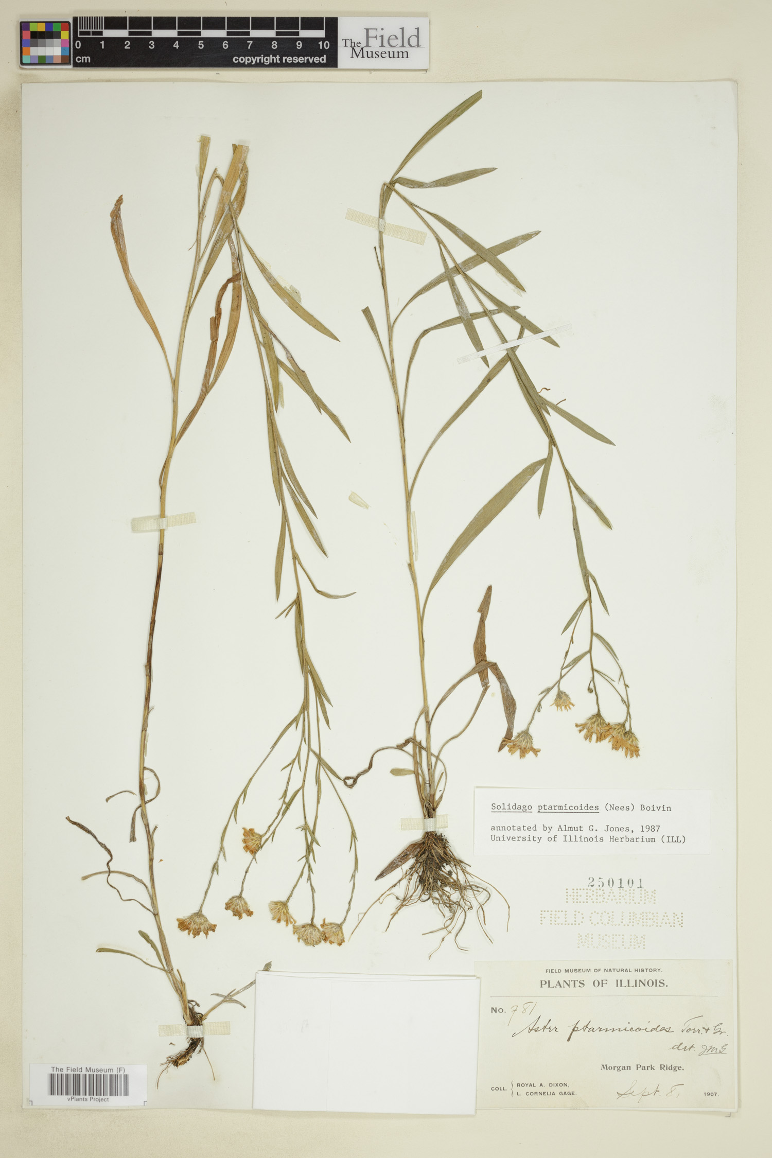 Solidago ptarmicoides image