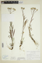 Solidago ptarmicoides (Nees) Boivin, U.S.A., S. F. Glassman 8788, F