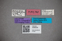 3048335 Stenus subleptocerus HT labels2 IN