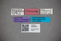 3048335 Stenus subleptocerus HT labels IN