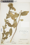 Solidago rigida image