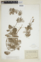 Cabomba caroliniana A. Gray, U.S.A., H. K. D. Eggert, F