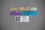3048338 Stenus submarginatus Bernhauer 1922 ST labels IN