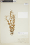 Epilobium anagallidifolium Lam., U.S.A., E. B. Payson 2991, F