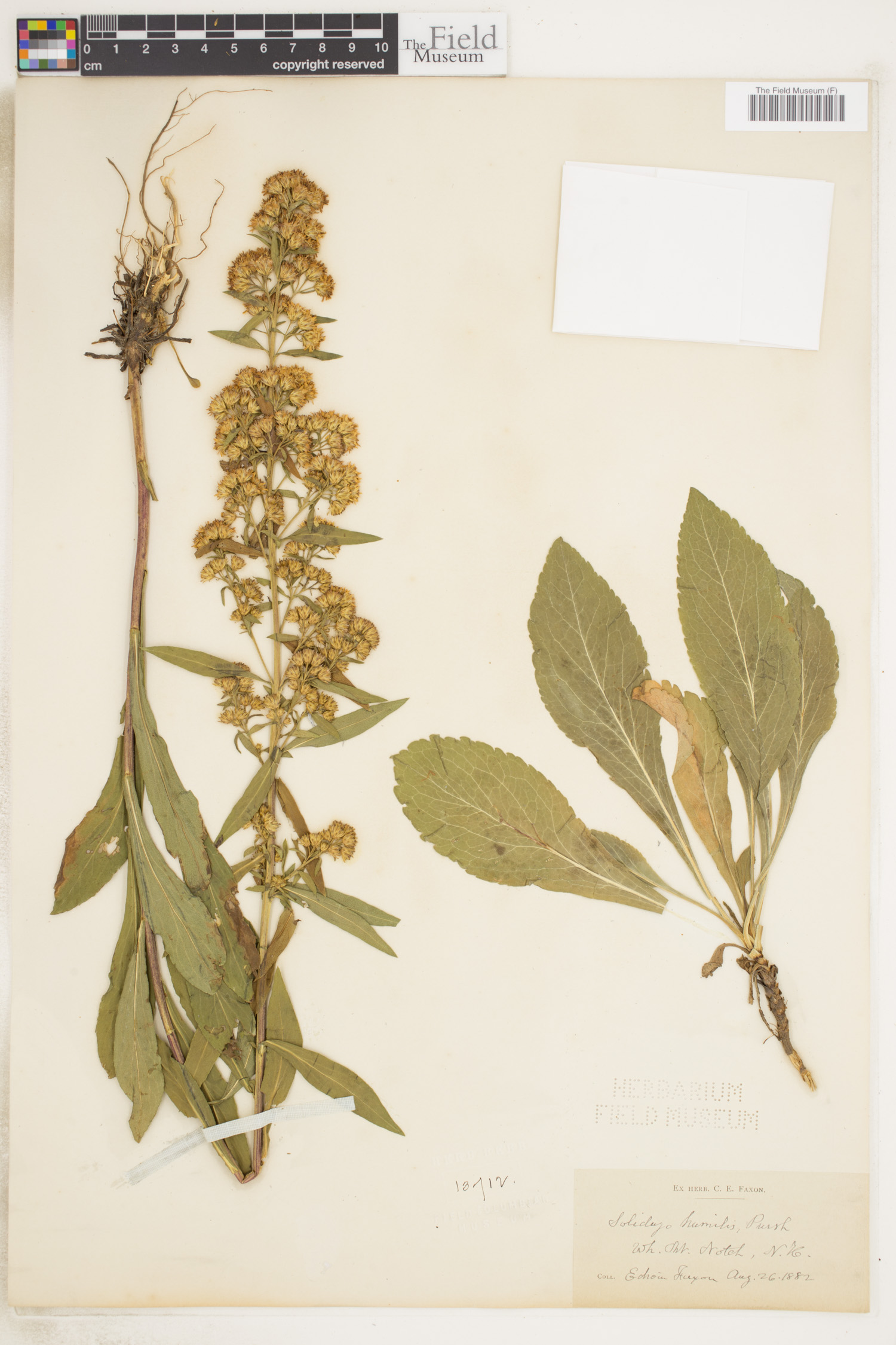 Solidago humilis image