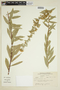 Solidago petiolaris image