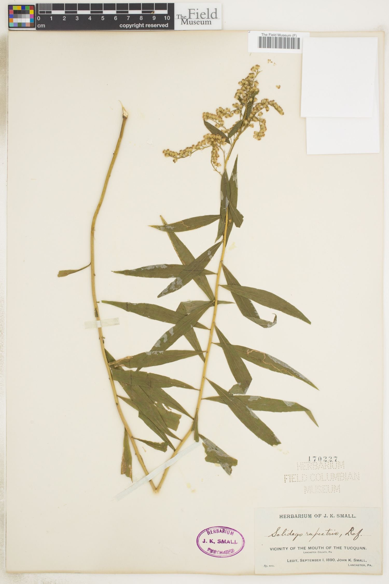 Solidago rupestris image