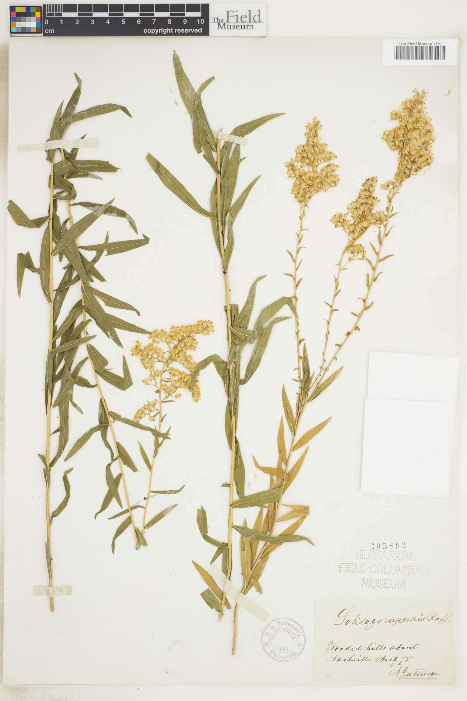 Solidago rupestris image