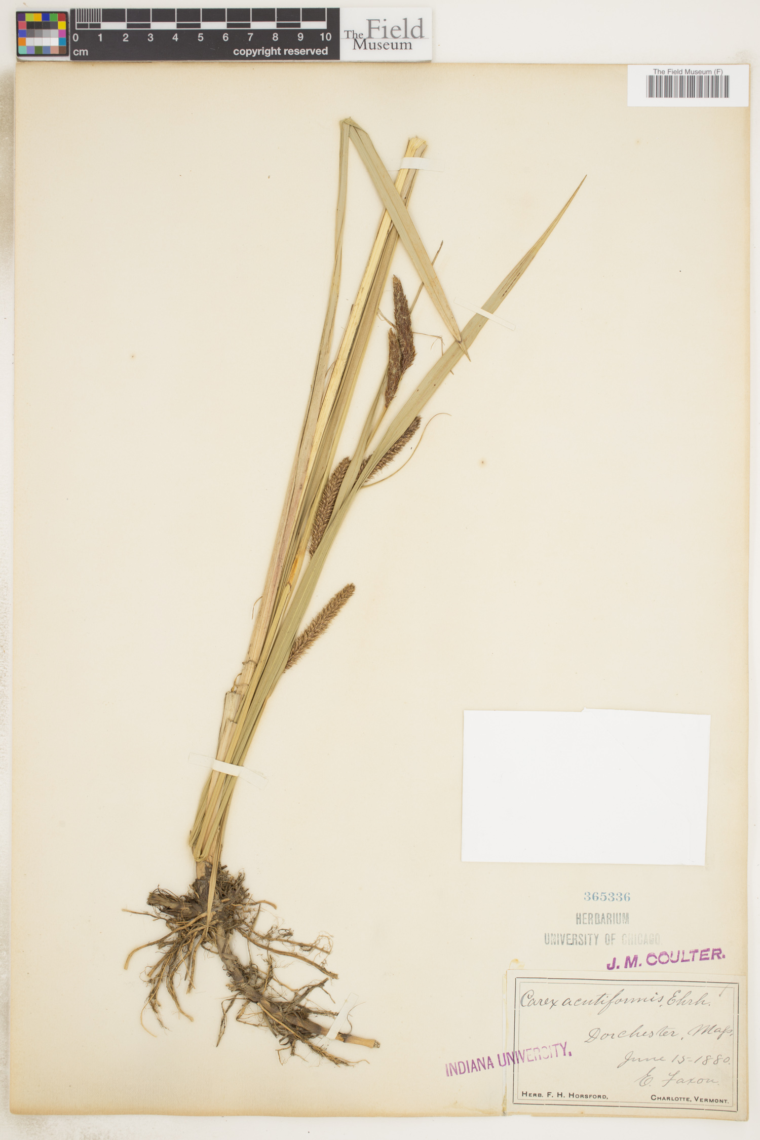 Carex acutiformis image