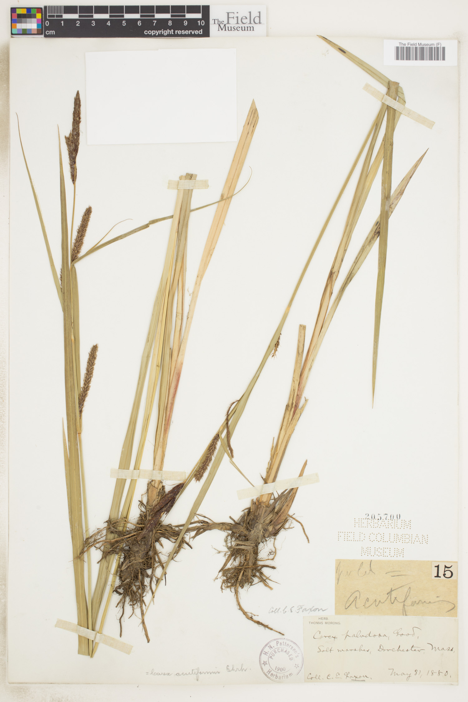 Carex acutiformis image