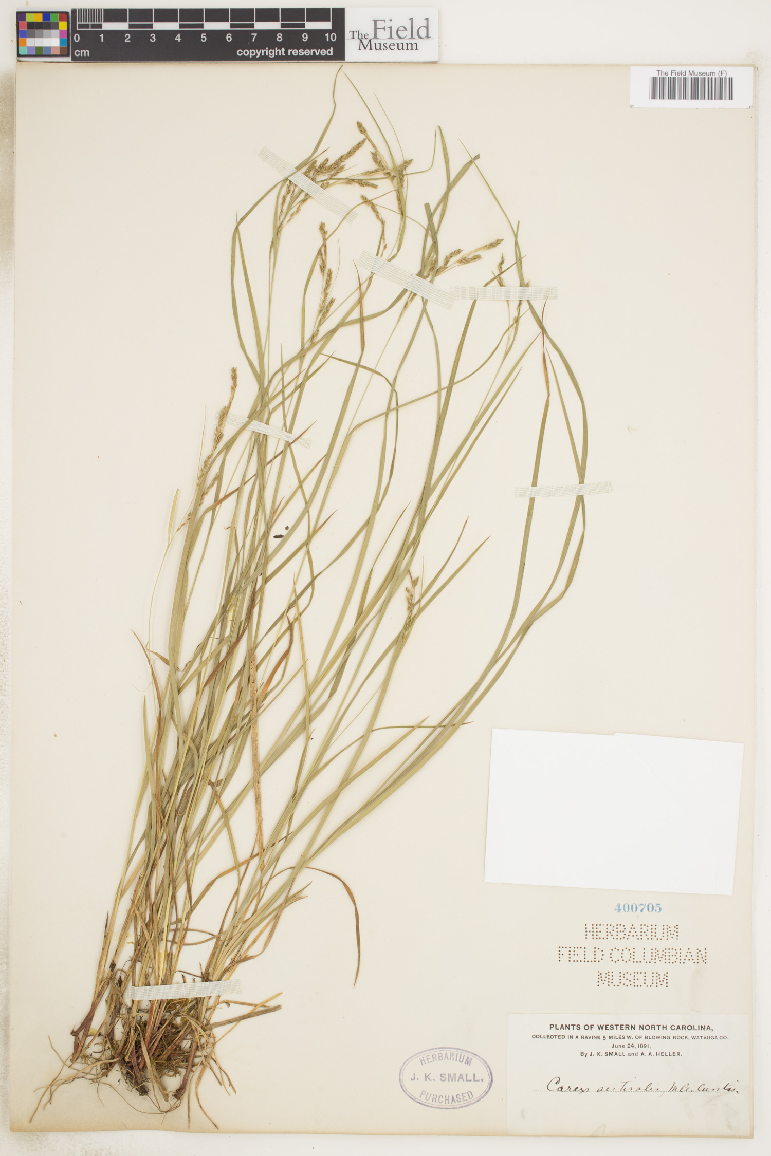 Carex aestivalis image