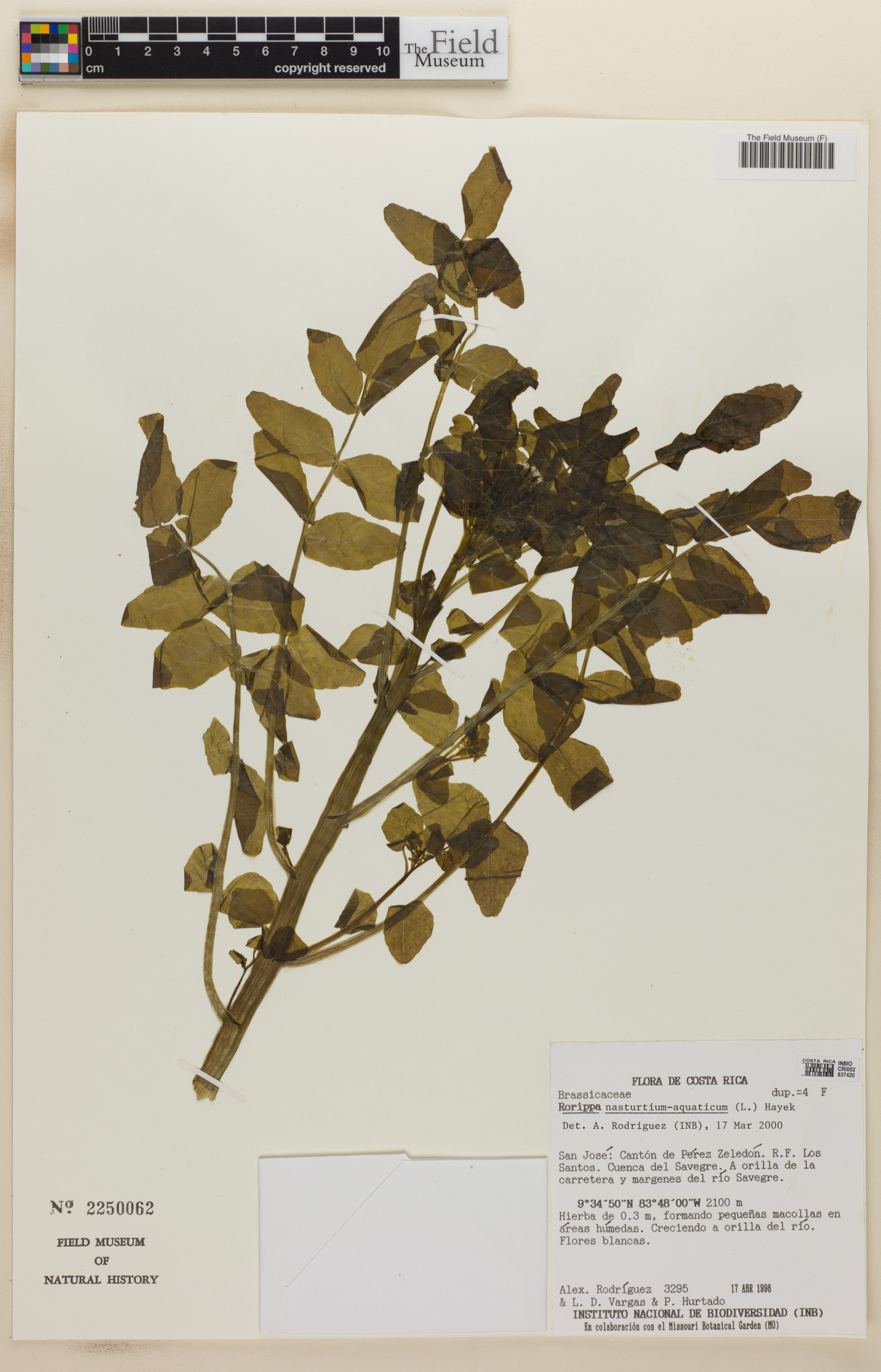 Rorippa nasturtium-aquaticum image