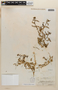 Rorippa teres (Michx.) Stuckey, Mexico, E. Palmer 34, F