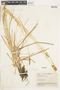 Carex annectens image