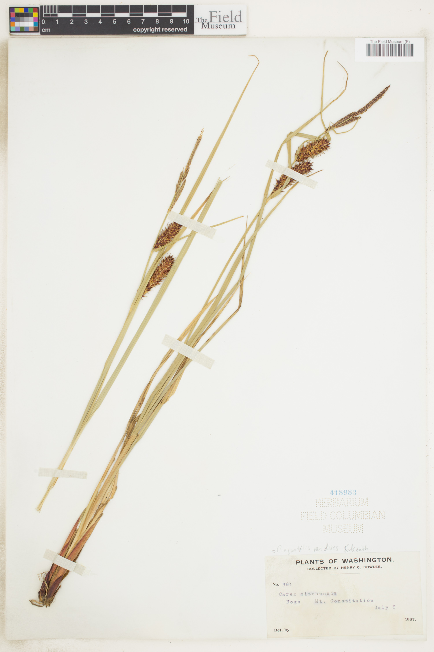 Carex aquatilis var. dives image