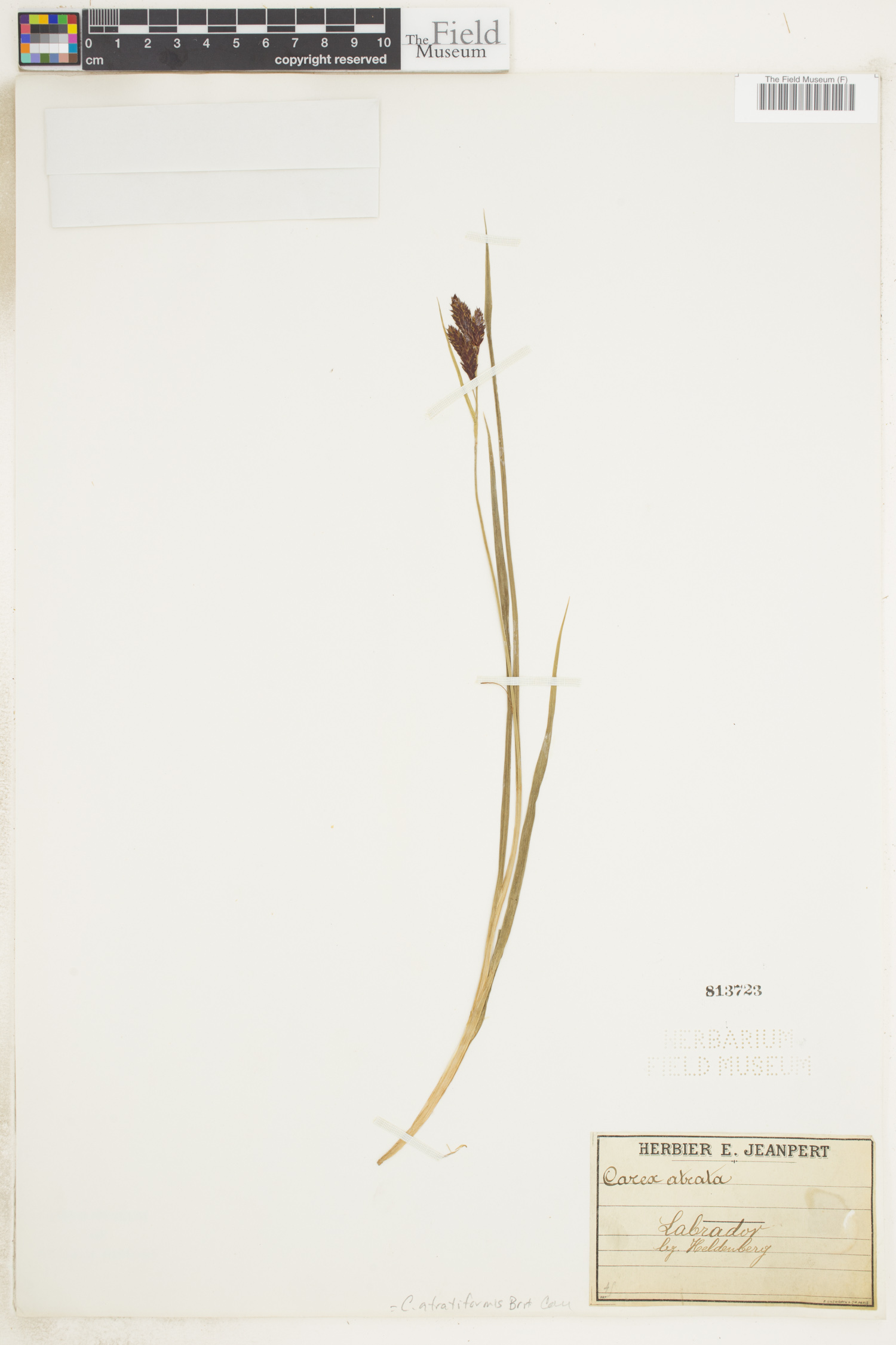 Carex atratiformis image