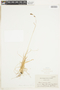Carex atrofusca image