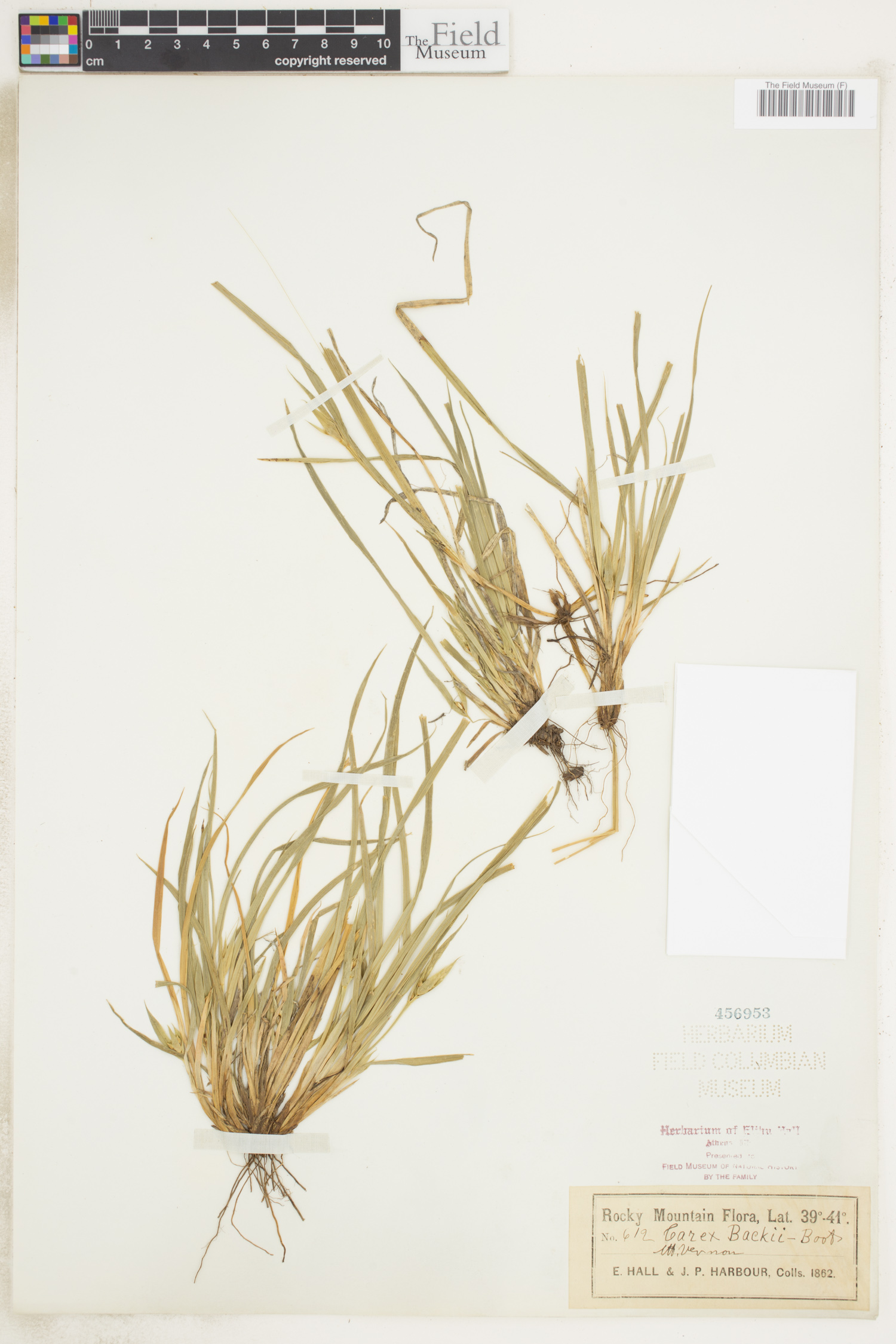 Carex backii image