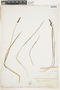 Carex bigelowii Torr. ex Schwein., U.S.A., H. M. Bannister, F
