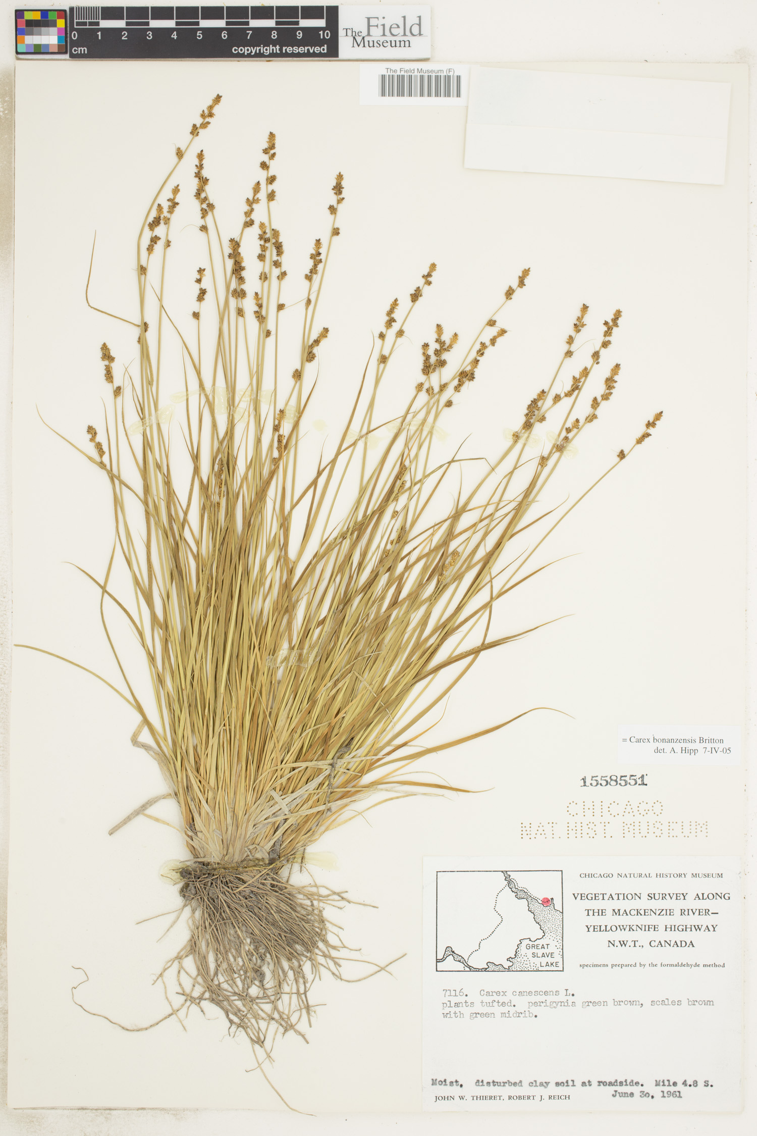 Carex bonanzensis image