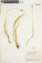 Carex brevior image