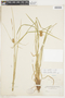 Carex bullata image