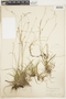 Carex capillaris image