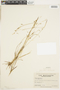 Carex capillaris L., Canada, J. A. Rousseau 848, F
