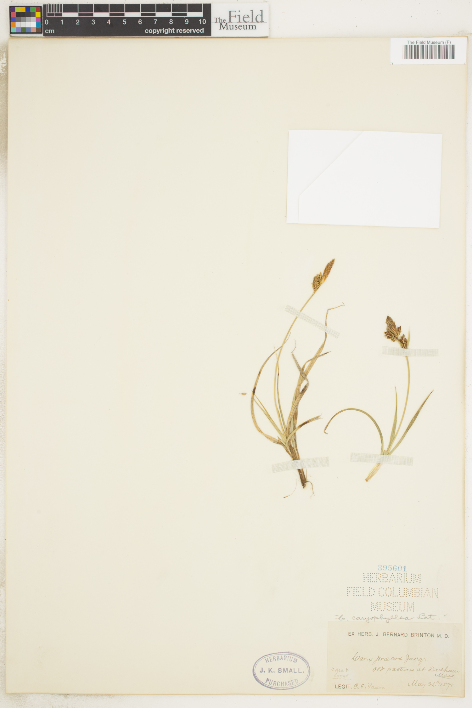 Carex caryophyllea image