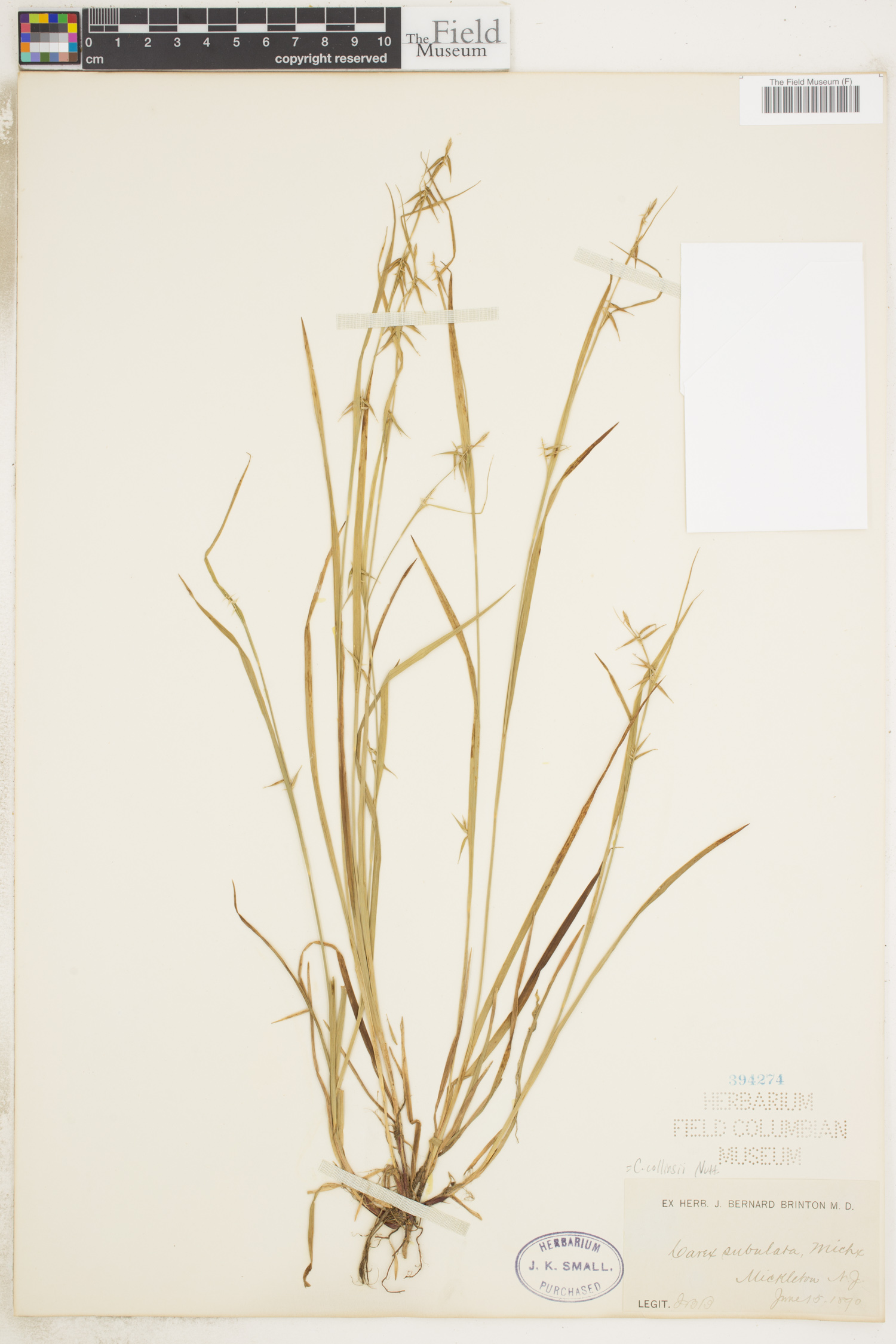 Carex collinsii image