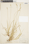 Carex communis L. H. Bailey, U.S.A., M. L. Fernald, F