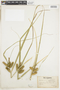Carex comosa image