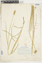 Carex cristatella Britton, U.S.A., G. Vasey, F