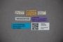 3048348 Stenus tabascensis ST labels IN