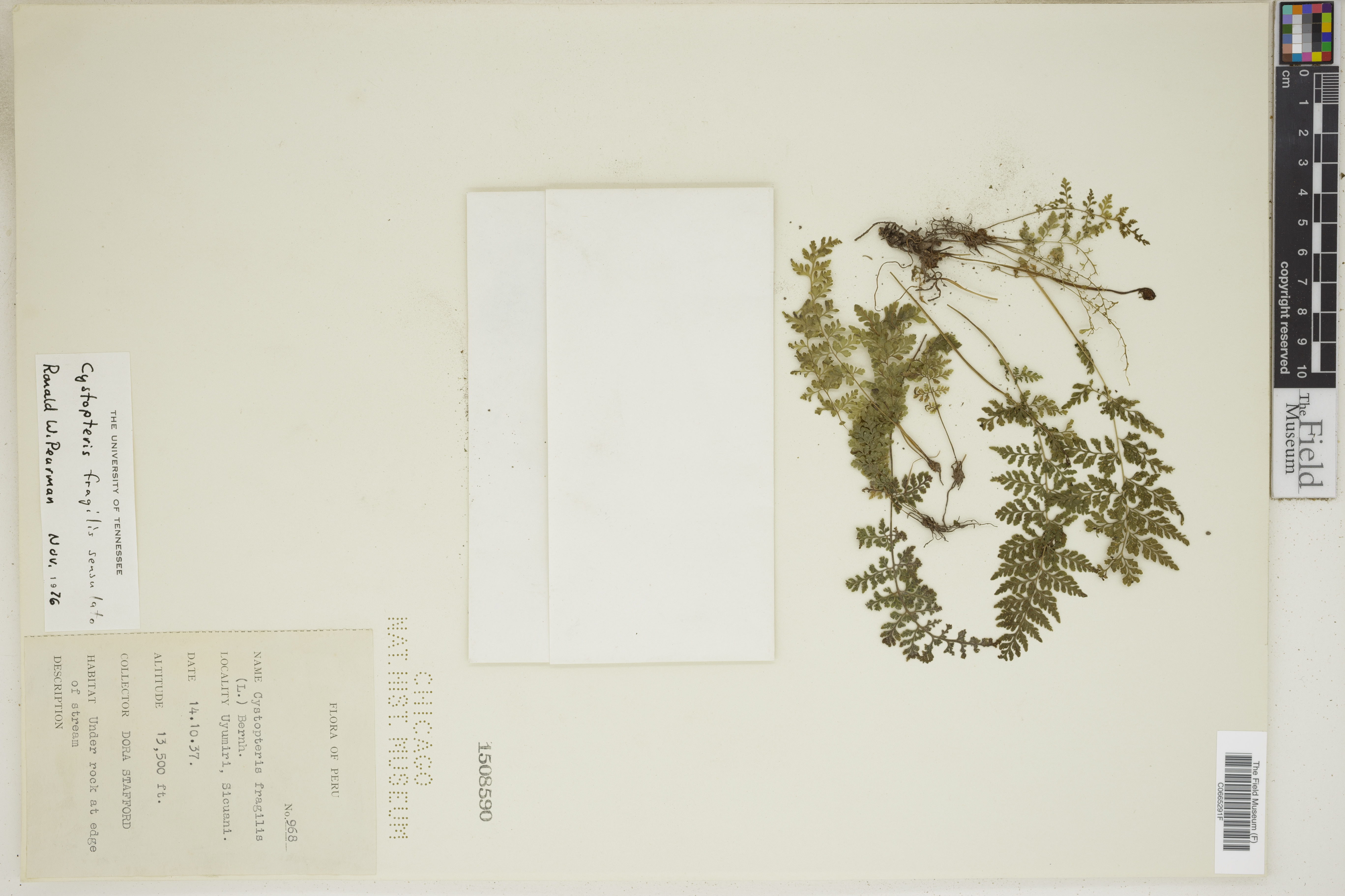 Cystopteris fragilis image