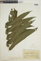 Thelypteris longifolia image