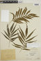 Thelypteris angustifolia image