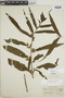 Tectaria lizarzaburui image