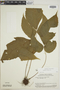 Tectaria pilosa image