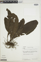 Tectaria plantaginea image