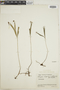 Schizaea elegans image