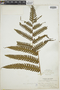 Pteris podophylla image