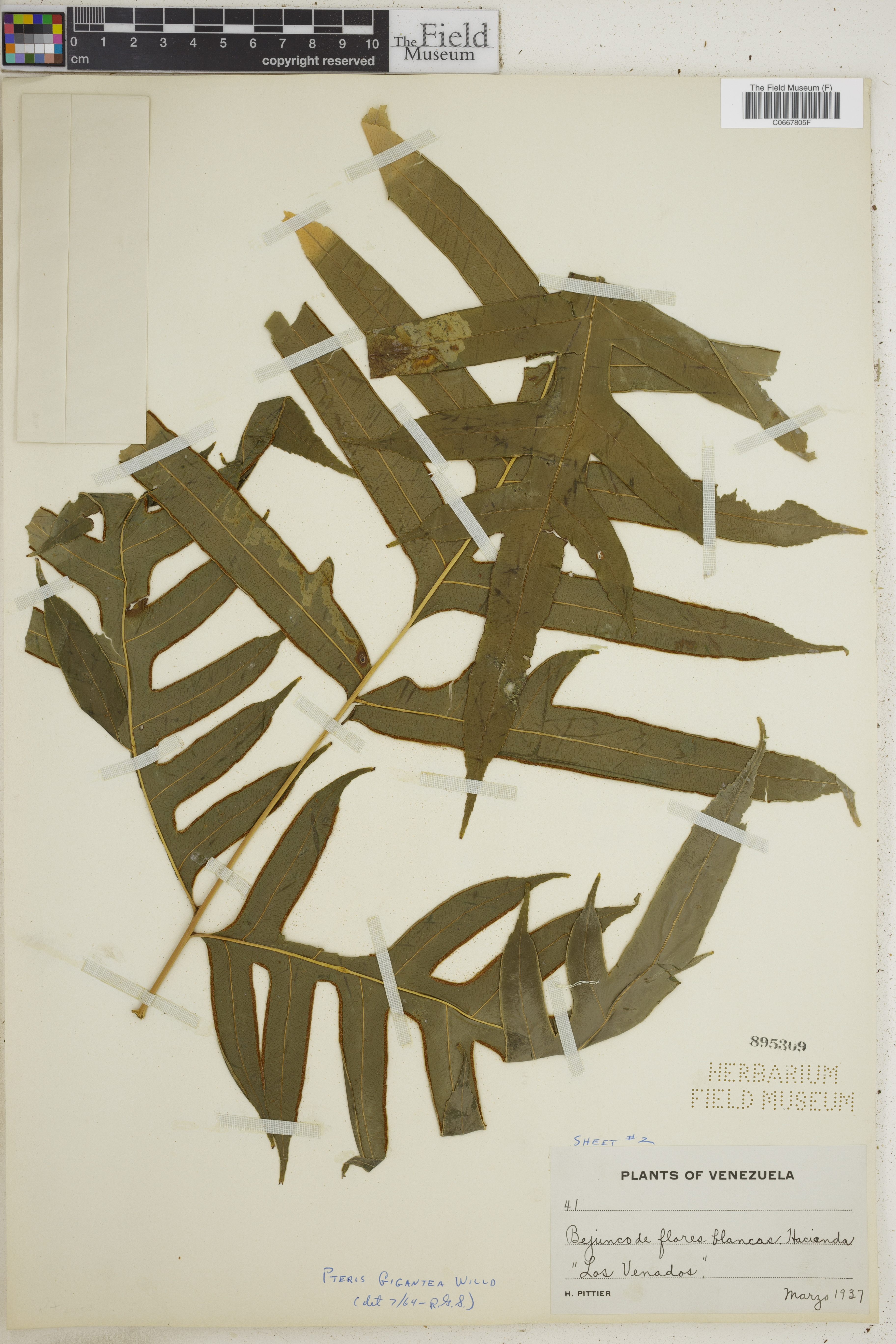 Pteris gigantea image