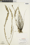 Myriopteris aurea image