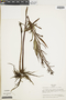 Pityrogramma trifoliata image