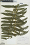 Ferns From Past to Present, funded by the Institute of Museum and Library Services (Award No. MA-30-13-0544-13).