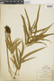 Ferns From Past to Present, funded by the Institute of Museum and Library Services (Award No. MA-30-13-0544-13).